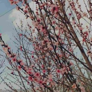 دانلود آهنگ یک خنده کن ای گل